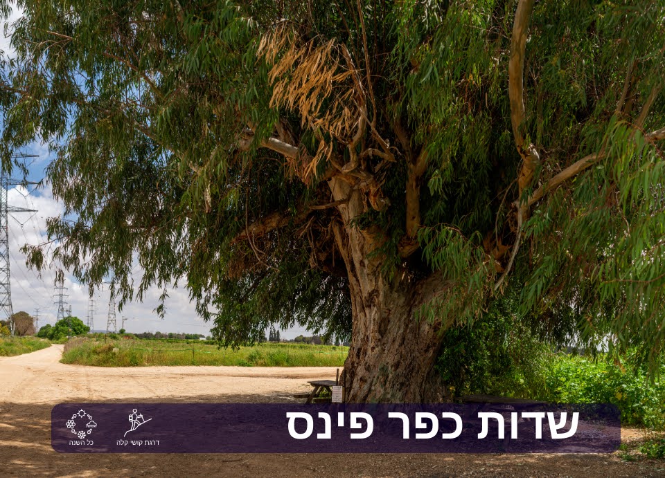 שדות כפר פינס