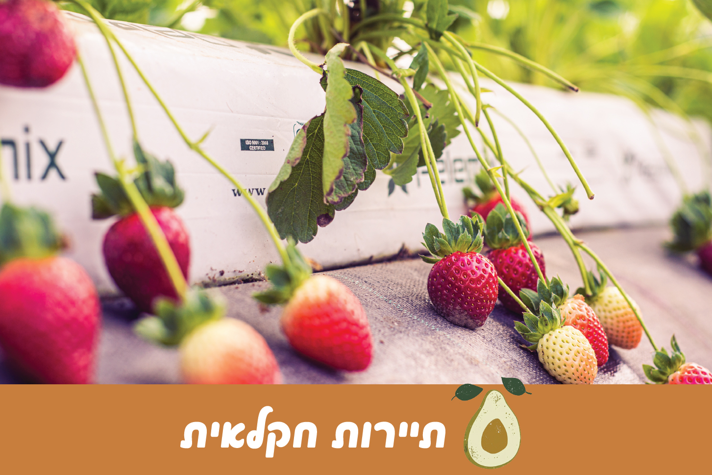 תיירות חקלאית