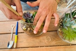 גרינהאוס מענית