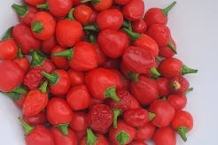 הפלפלים החריפים של אורן