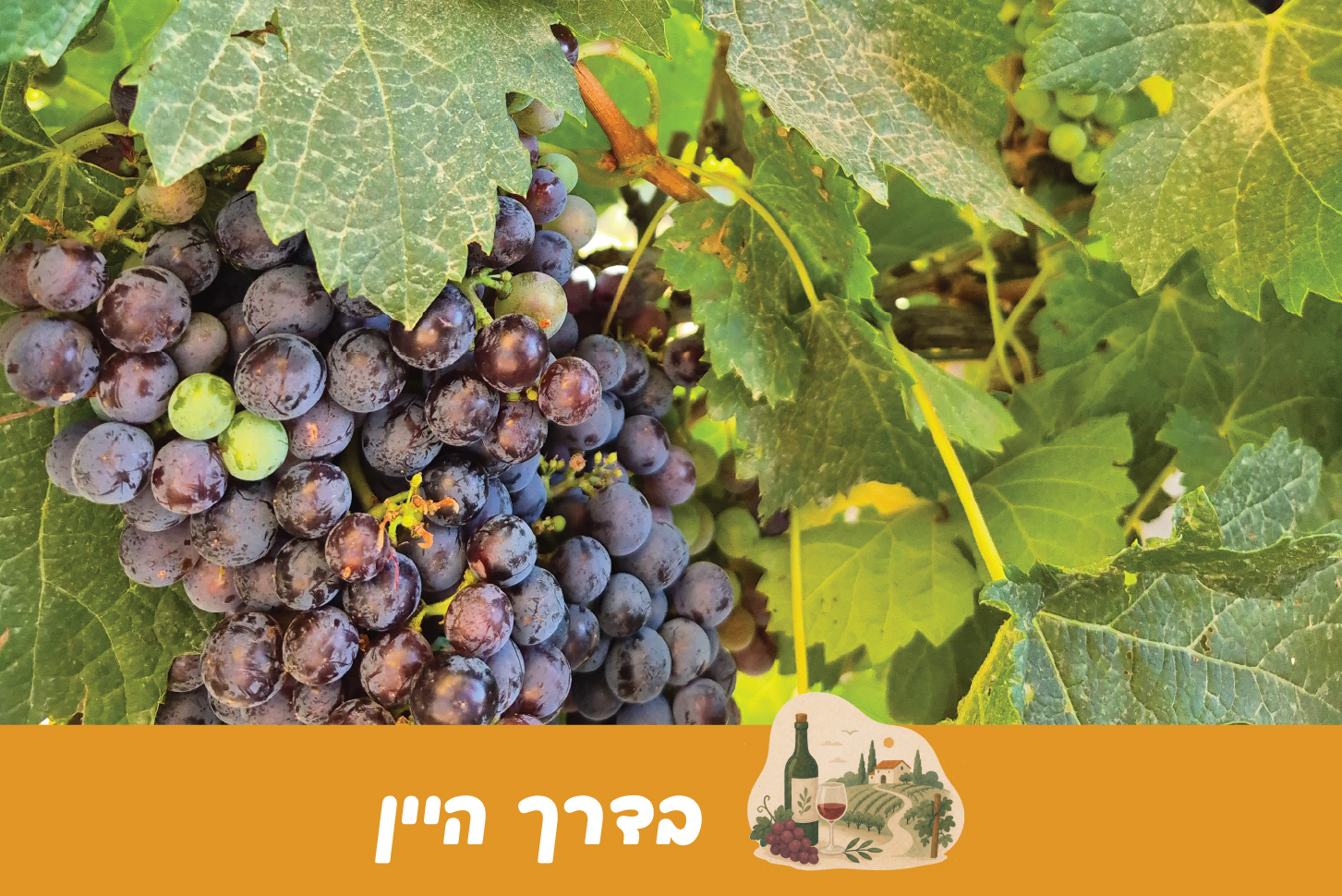בדרך היין