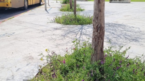 זריעת פרחי בר (10).jpg