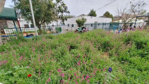 זריעת פרחי בר (13).jpg