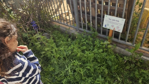 זריעת פרחי בר (16).jpg