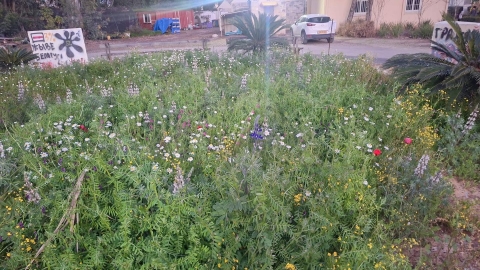 זריעת פרחי בר (17).jpg
