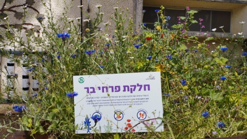 זריעת פרחי בר (19).jpg