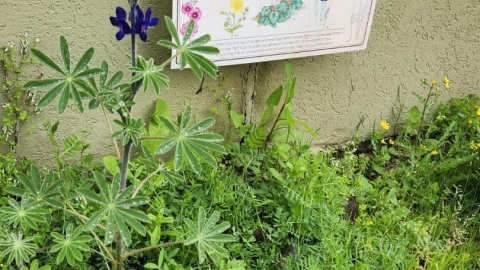 זריעת פרחי בר (22).jpg