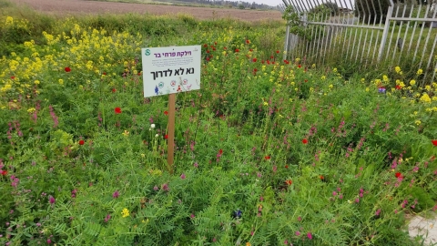 זריעת פרחי בר (2).jpg